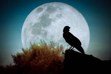 Gece gökyüzünde dolunay, ağaç ve karga silüeti 
