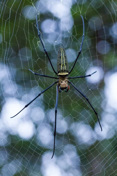 Closeup - pavouk na pavoučí pozadí přírody bokeh. — Stock fotografie