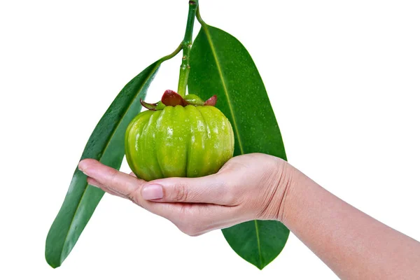 Φρέσκο φρούτο Garcinia cambogia σε ανθρώπινο χέρι, απομονώνονται σε λευκό. — Φωτογραφία Αρχείου