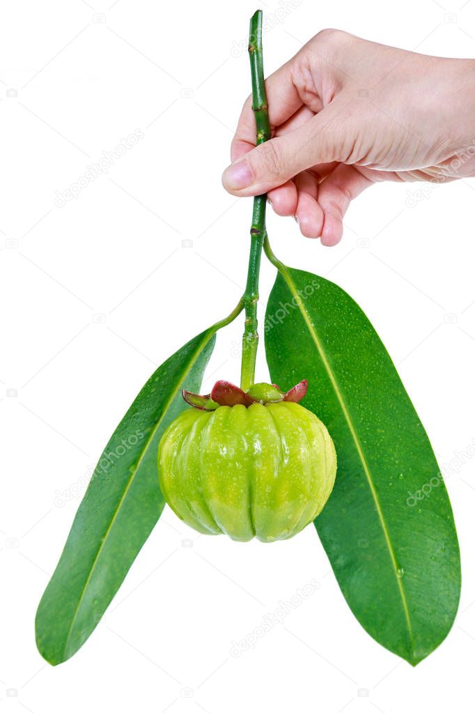 Human hand holding garcinia cambogia fresh fruit, isolated on white