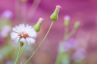 Closeup güzel çiçekleri pembe arka plan bulanık. Vintage sesi