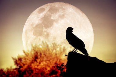 Gece gökyüzünde dolunay, ağaç ve karga silüeti