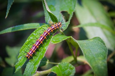 Güzellik doğa ortasında yaprak yeşil solucan closeup beslenir