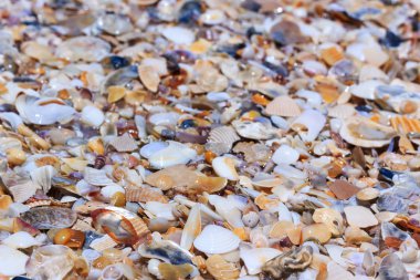 Doğa arka planda renkli mermiler. Birçok farklı deniz kabuğu