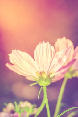 Güneş altında bokeh ile pembe güzellik evren çiçekler. Vintage tonu.