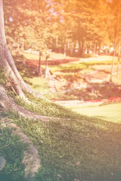 Colorful sunlight in the forests are abundant, spring time. — Stock Photo, Image