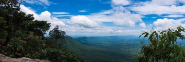 Taze yeşil orman doğa güzel mavi gökyüzü karşı Panoraması