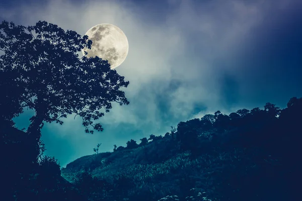 Sziluettek fa ellen night sky és világos Hold. Kültéri. — Stock Fotó