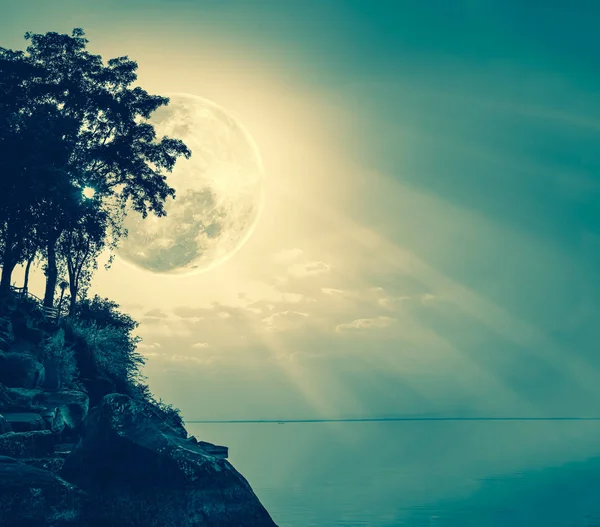 Силуэты дерева против неба над спокойным морем . — стоковое фото