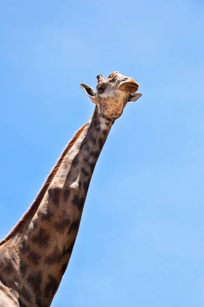 Giraffe hoofd op de blauwe hemelachtergrond. — Stockfoto