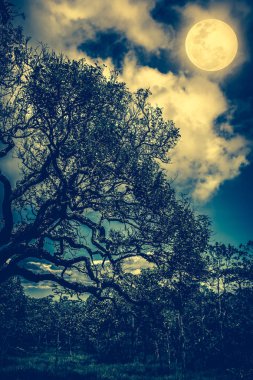 Gece gökyüzünde dolunay ile karşı ağaçlarının dalları silüeti