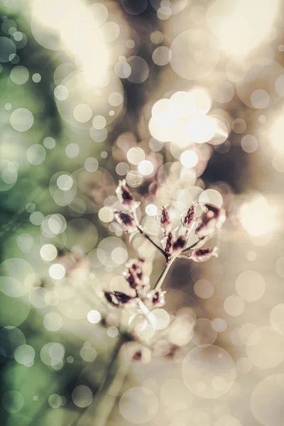 Closeup of poaceae with dew on blurred bokeh background. Ao ar livre — Fotografia de Stock