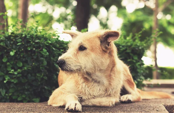 Stray dog with sad eyes looking away and lying in park. Vintage tone — Stock Photo, Image