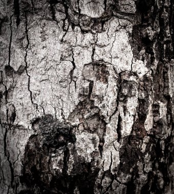 Tatlı güzel doğa eski ahşap arka planını dokulu. Kabuk arka plan.