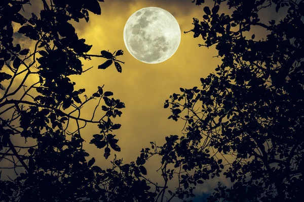 Silueta las ramas de los árboles contra el cielo nocturno en luna llena . — Foto de Stock