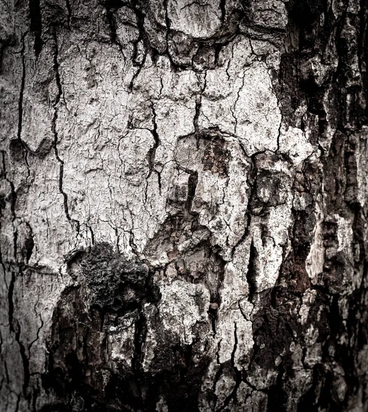 Tatlı güzel doğa eski ahşap arka planını dokulu. Kabuk arka plan.