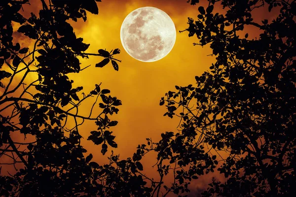 Silhouette the branches of trees against the night sky in a full moon — Stock Photo, Image