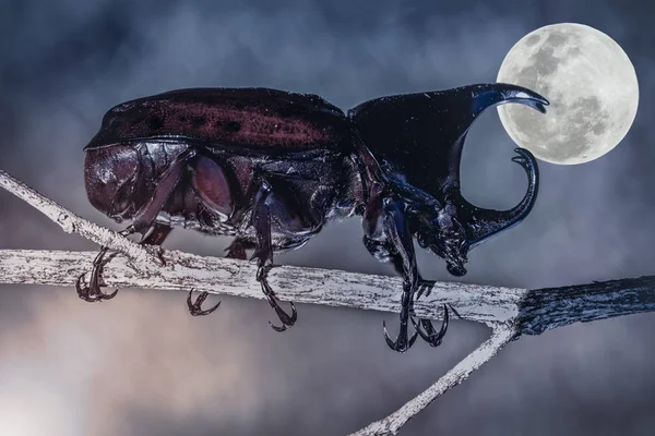 Closeup realistic tropical beetle perched on a branch over full moon — Stock Photo, Image