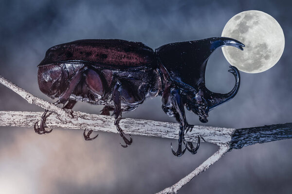 Closeup realistic tropical beetle perched on a branch over full moon