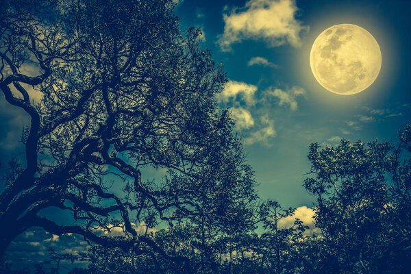 Silhouette of the branches of trees against sky with bright full moon, beautiful nature background in the night sky. Outdoors. Vintage and cross process tone. The moon were NOT furnished by NASA.