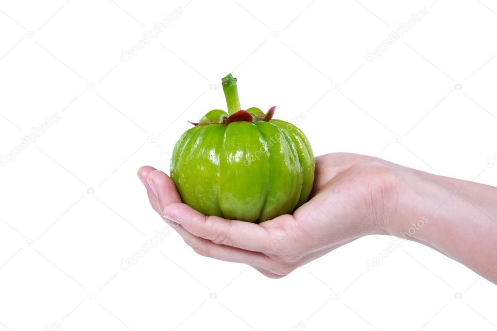 Garcinia cambogia fresh fruit on human hand, isolated on white. 