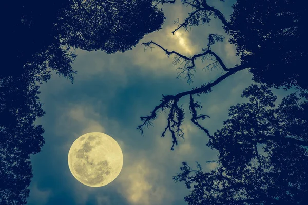 Sziluettjét az ágak a fák, szemben az éjszakai égbolton a telihold. — Stock Fotó