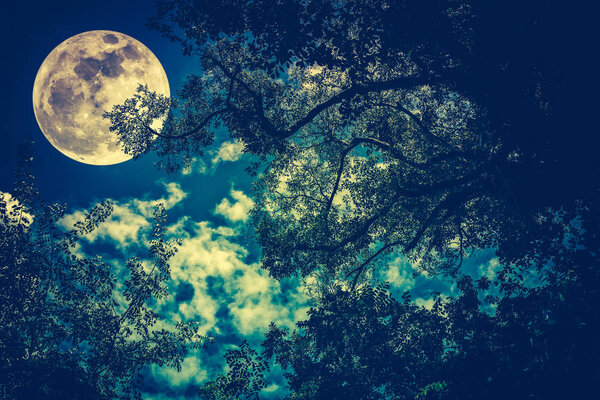 Silhouette of the branches of trees against night sky with full moon. Beautiful landscape with bright moon. Outdoors. Cross process and vintage tone effect. The moon were NOT furnished by NASA.