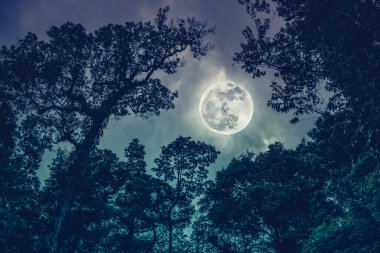 Gece gökyüzünde dolunay ile karşı ağaçlarının dalları siluet