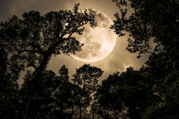 Sylwetka gałęzie drzew przed nocnym niebie przy pełni księżyca — Zdjęcie stockowe