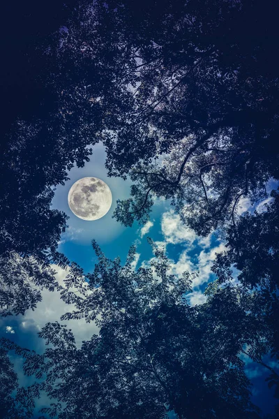 Silhouette les branches des arbres contre le ciel nocturne avec pleine moo — Photo