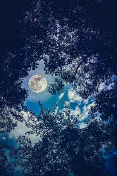 Silhouette the branches of trees against night sky with full moo — Stock Photo, Image