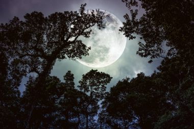 Silhouette the branches of trees against night sky with full moon. clipart