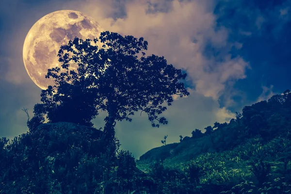 Siluetas de árbol contra el cielo oscuro sobre un fondo de naturaleza tranquila . — Foto de Stock