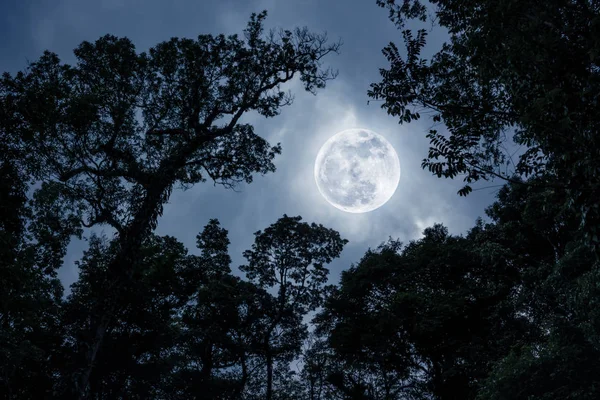 Az ágak a fák ellen night sky telihold sziluett — Stock Fotó