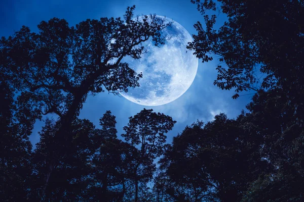Süper moon ile mavi gökyüzü karşı ağaçlarının dalları siluet.