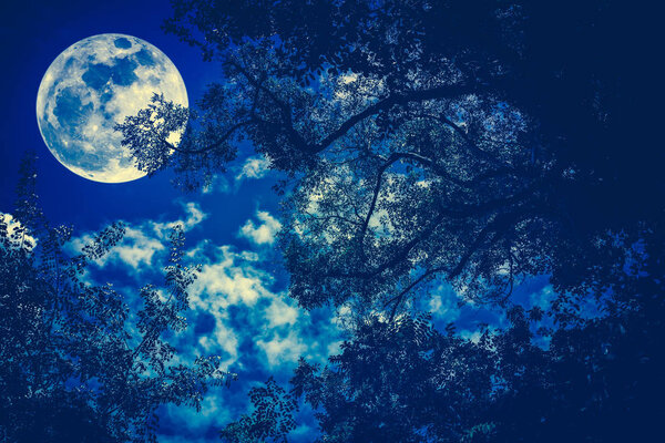 Silhouette of the branches of trees against the night sky in a full moon.
