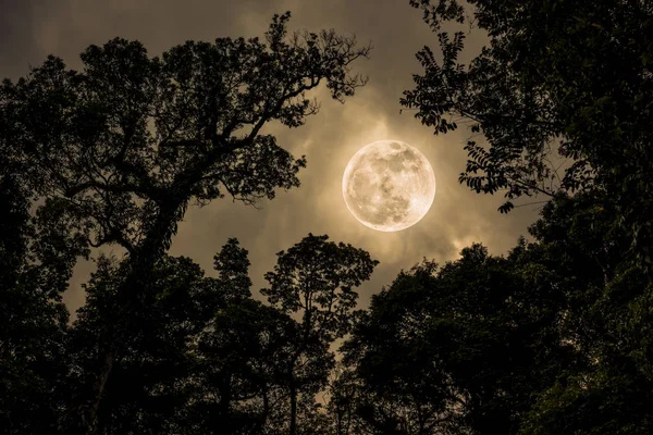 Silhueta os ramos de árvores contra céu noturno com lua cheia . — Fotografia de Stock