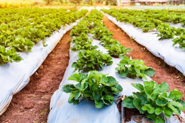 Çiftliğinde büyüyen olgun ve olgunlaşmamış organik çilek meyve.