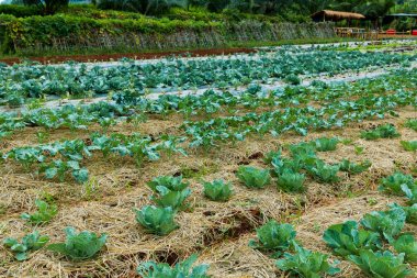 Tarım çiftliği. Tarımda büyüyen taze yeşil lahana bitki