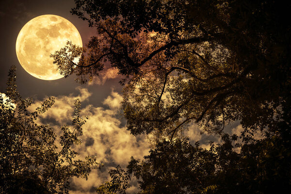 Silhouette of the branches of trees against night sky with full moon. Beautiful landscape with bright moon. Outdoors. Vintage tone effect. The moon were NOT furnished by NASA.
