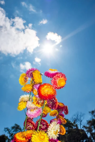 Hermoso ramo de flores de paja secas de colores o eterno con cielo azul con nubes — Foto de Stock