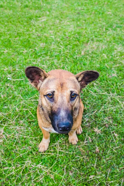 Obedient thai puppy sitting on green grass with silly face at yard — Stock Photo, Image