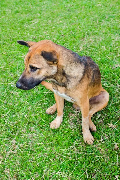 Ne yazık ki yüz bahçesinde yeşil çimenlerin üzerinde oturan yalnız Tay köpek yavrusu