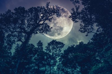 Gece gökyüzünde dolunay ile karşı ağaçlarının dalları siluet