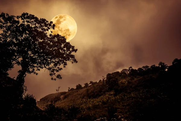 Sziluettek fa sötét ég, a háttérben a nyugodt természetben ellen. — Stock Fotó
