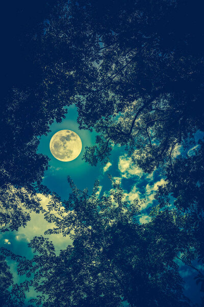 Silhouette the branches of trees against night sky with full moon on tranquil nature. Beautiful landscape with large moon, outdoors at nighttime. Cross process. The moon were NOT furnished by NASA.