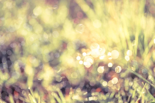 Abstract grass with drops on natural blurred background. Outdoor — Stock Photo, Image