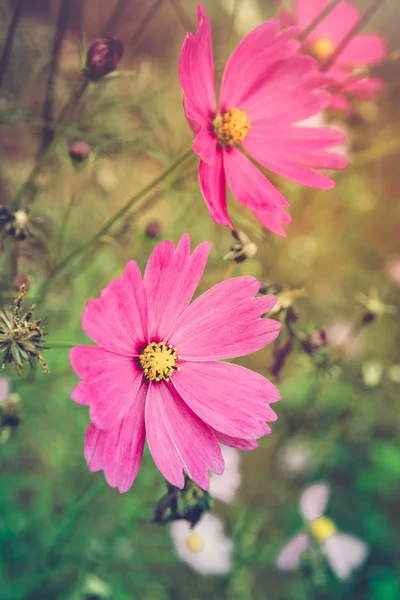 Zbliżenie kosmos kwiaty kwitnące w ogrodzie. Piękny kwiatowy Użyj jako tła. — Zdjęcie stockowe