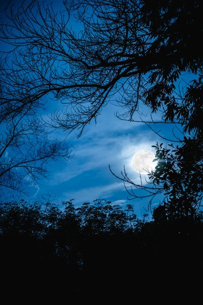 Silhuetas de árvore seca contra o céu e bela super lua. Ou... — Fotografia de Stock