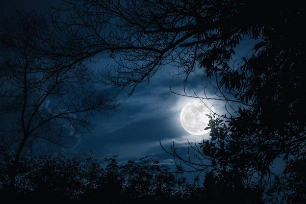 Silhouettes of dry tree against sky and beautiful super moon.